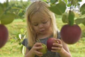 A little girl looks down at two apples she has just picked from a tree at the orchard
